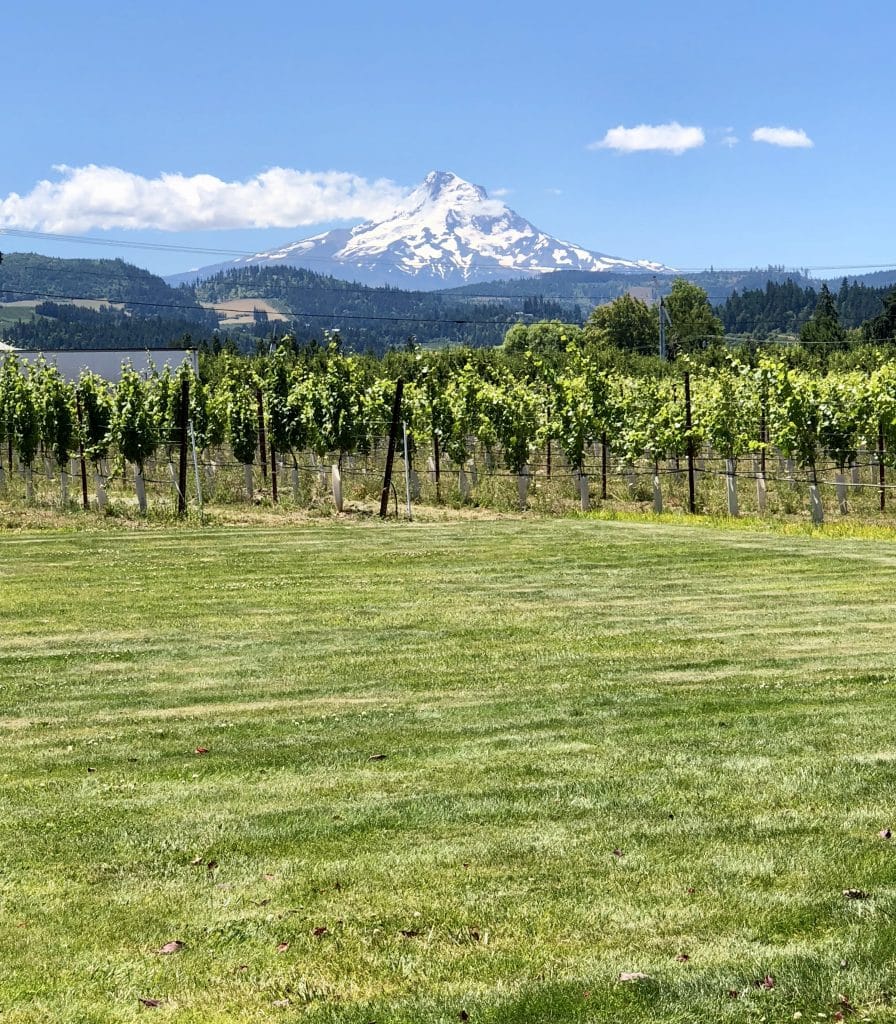 The Vineyards and Mt Hood