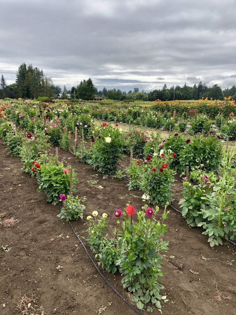 Flower Farm