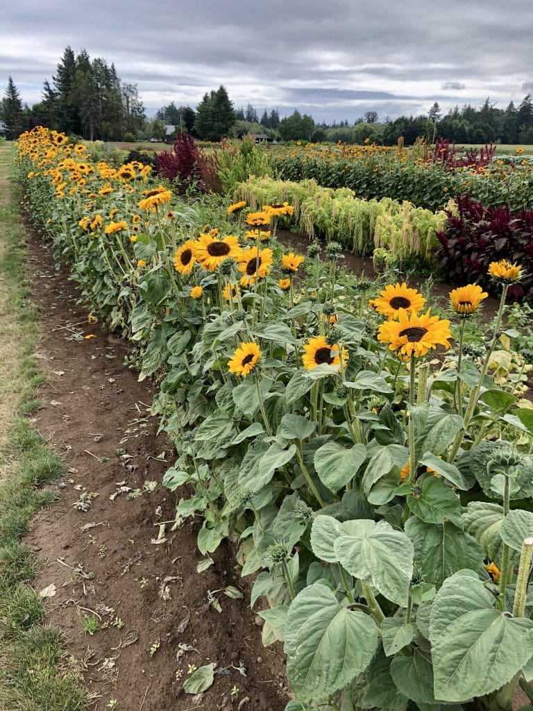 Flower Farm