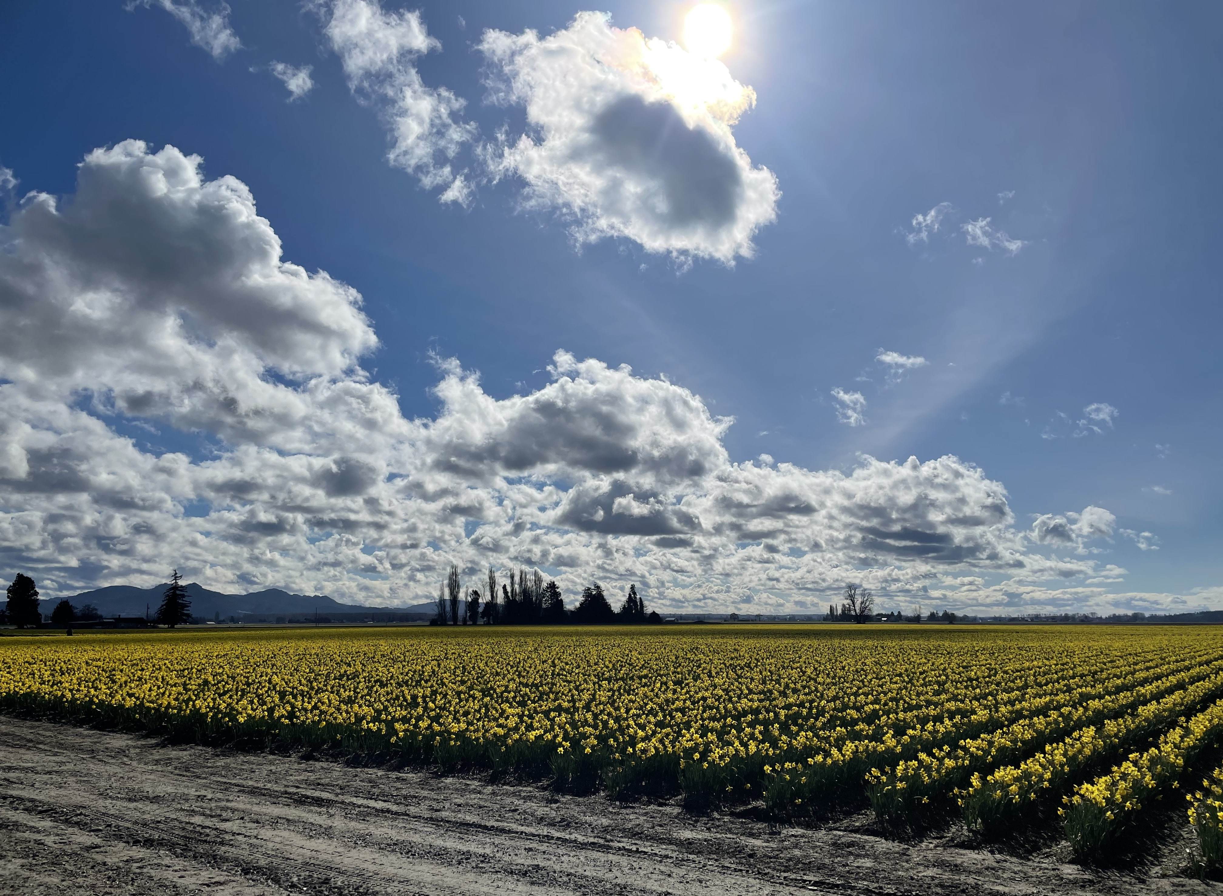 Spring in the Skagit Valley