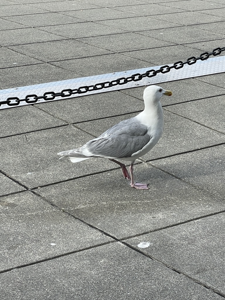 Outdoor Dining with Seagulls