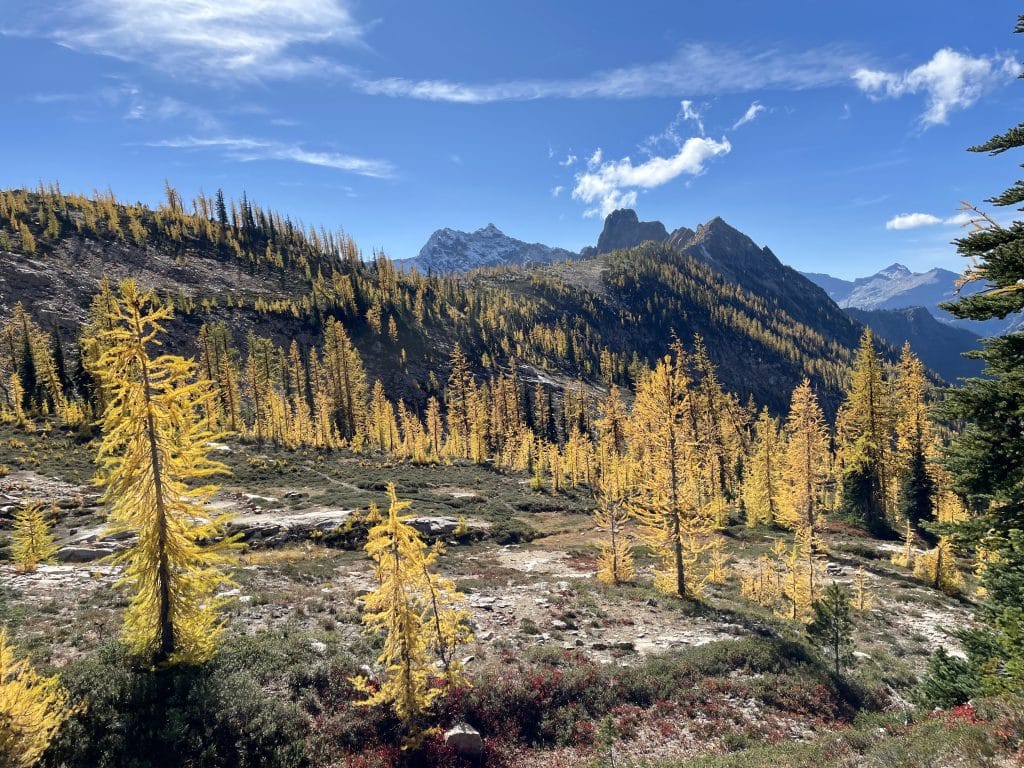 Larches all Around!