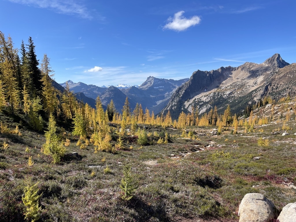 Larches at Cutthroat Pass